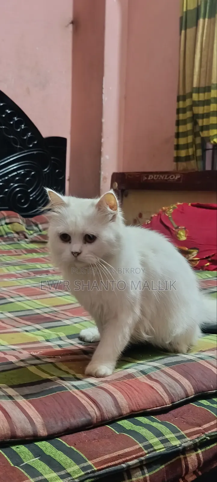 1+ Year Female Purebred Persian