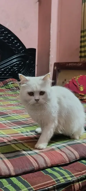 1+ Year Female Purebred Persian