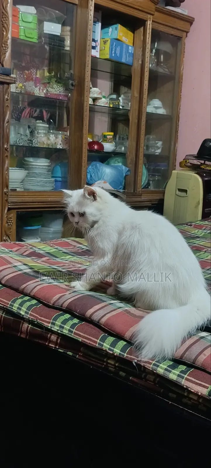 1+ Year Female Purebred Persian