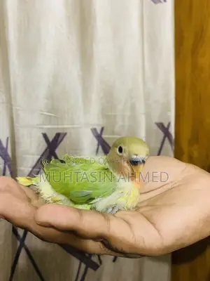 Tame Size Love Birds Baby
