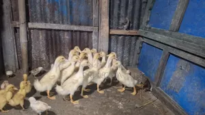 বেলজিয়াম হাঁসের বাচ্চা বিক্রি হবে