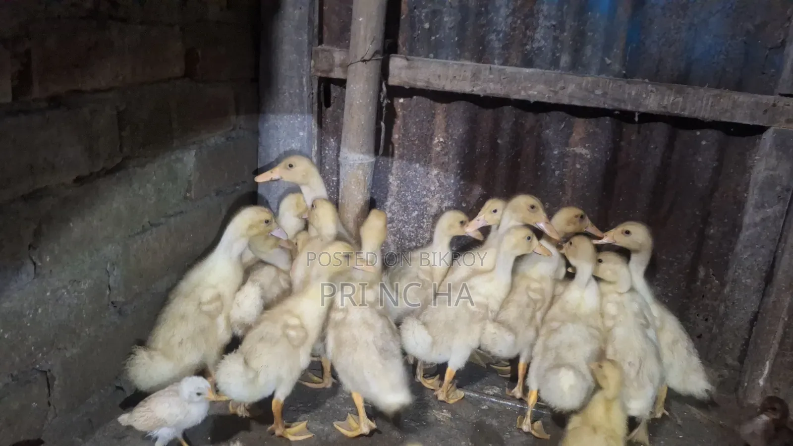বেলজিয়াম হাঁসের বাচ্চা বিক্রি হবে