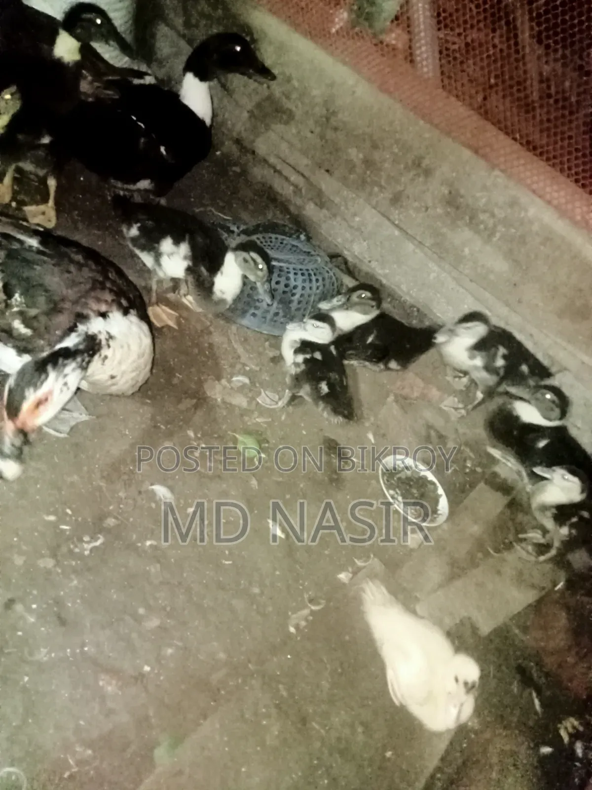 চীনা হাঁসের বাচ্চা
