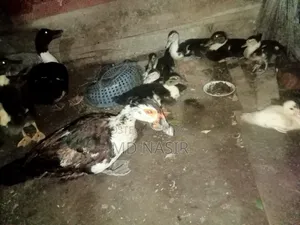 চীনা হাঁসের বাচ্চা