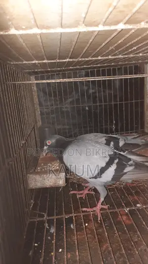 রেসার কবুতর