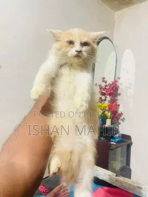 1-3 Months Male Mixed Breed Cat
