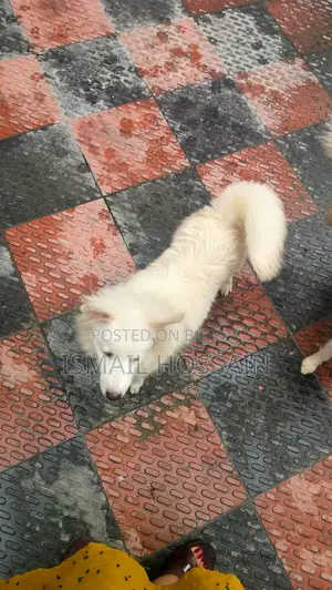 6-12 Months Male Purebred Japanese Spitz