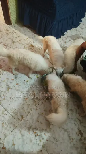 6-12 Months Male Purebred Japanese Spitz