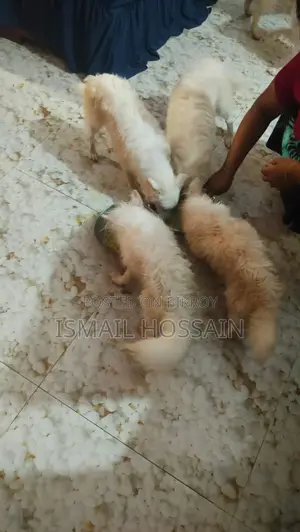 6-12 Months Male Purebred Japanese Spitz