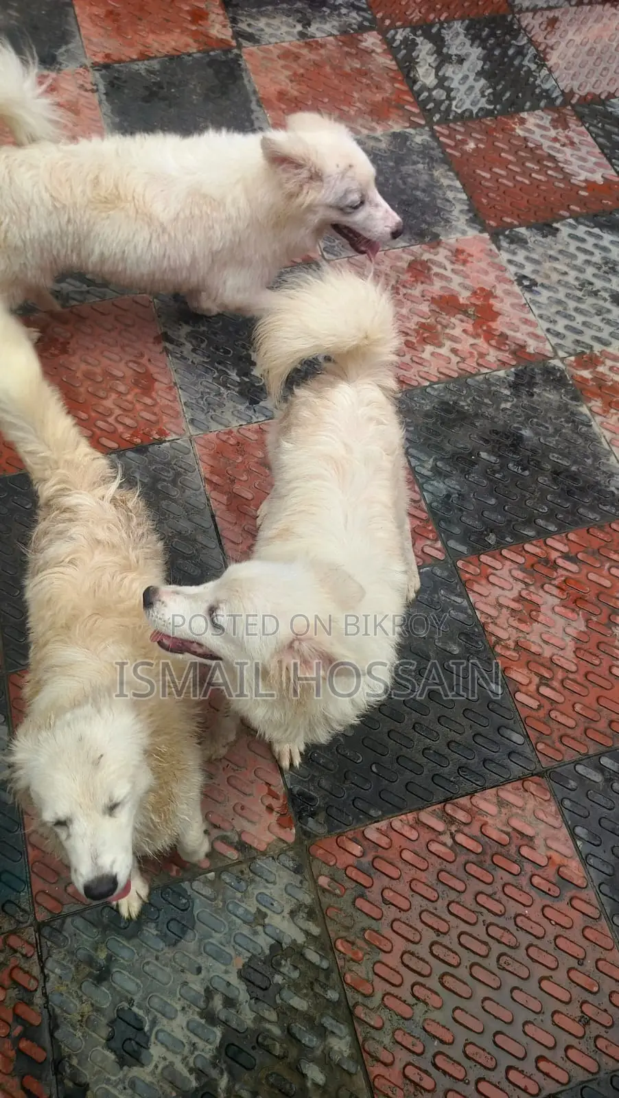 6-12 Months Male Purebred Japanese Spitz