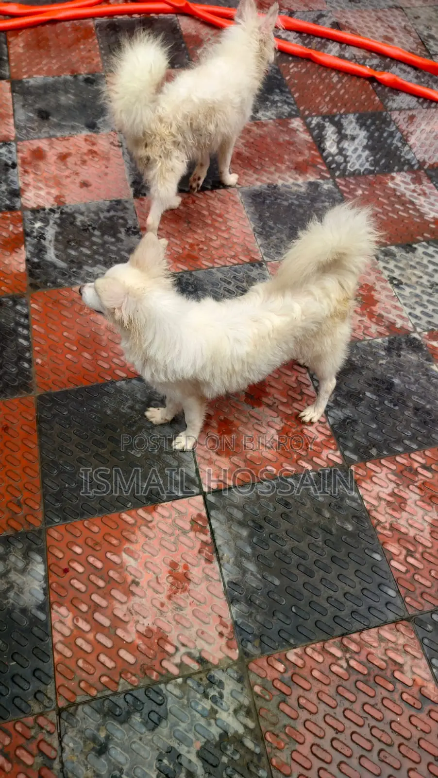 6-12 Months Male Purebred Japanese Spitz
