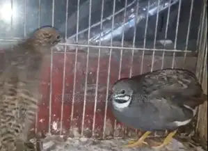 King Quail