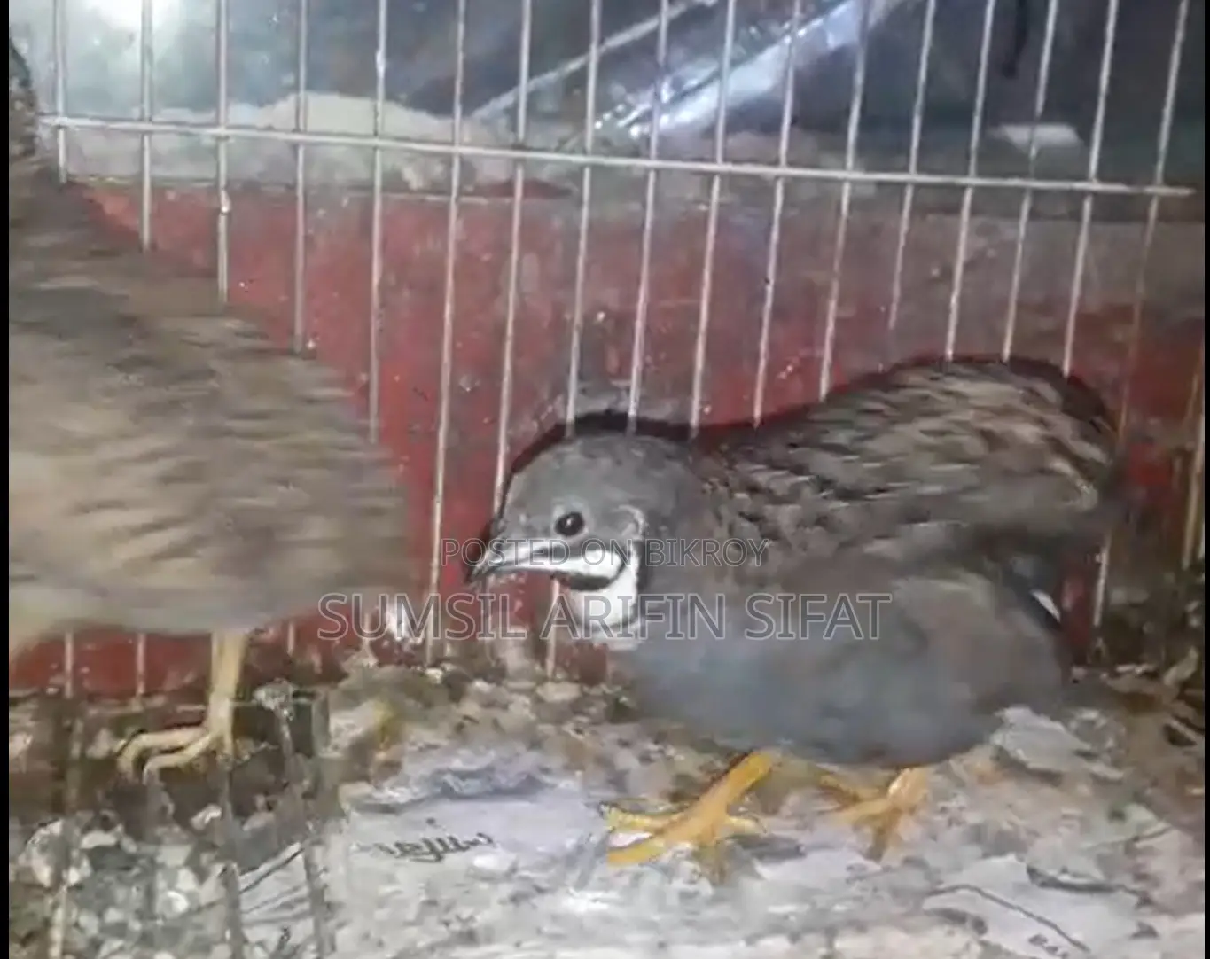 King Quail
