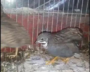 King Quail