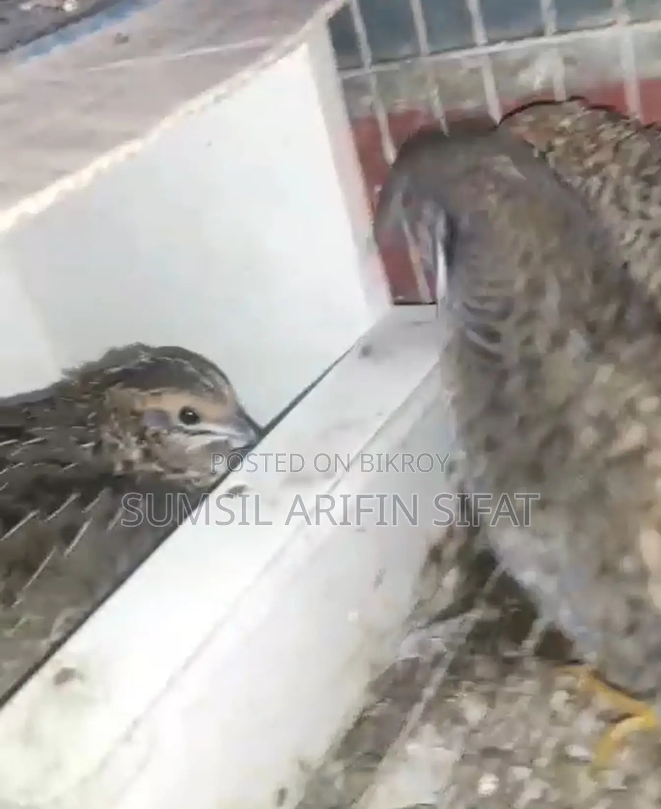 King Quail