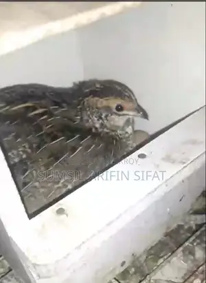 King Quail
