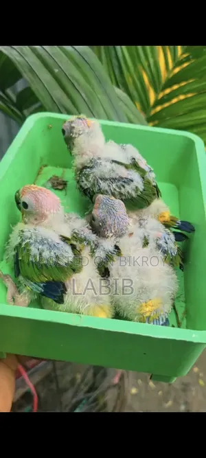 Sun Conure Baby