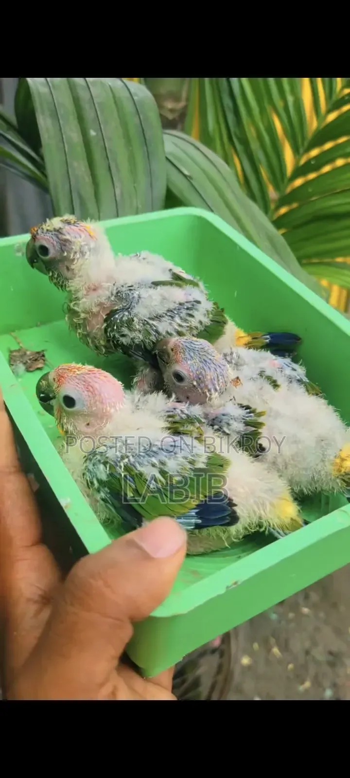 Sun Conure Baby