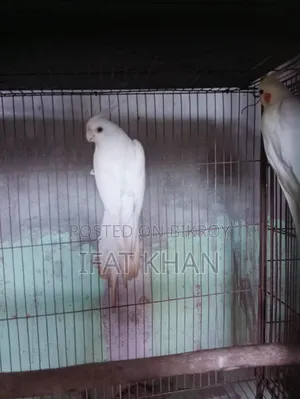 অ্যালবিনো রেড আই পুরুষ, মহিলা
