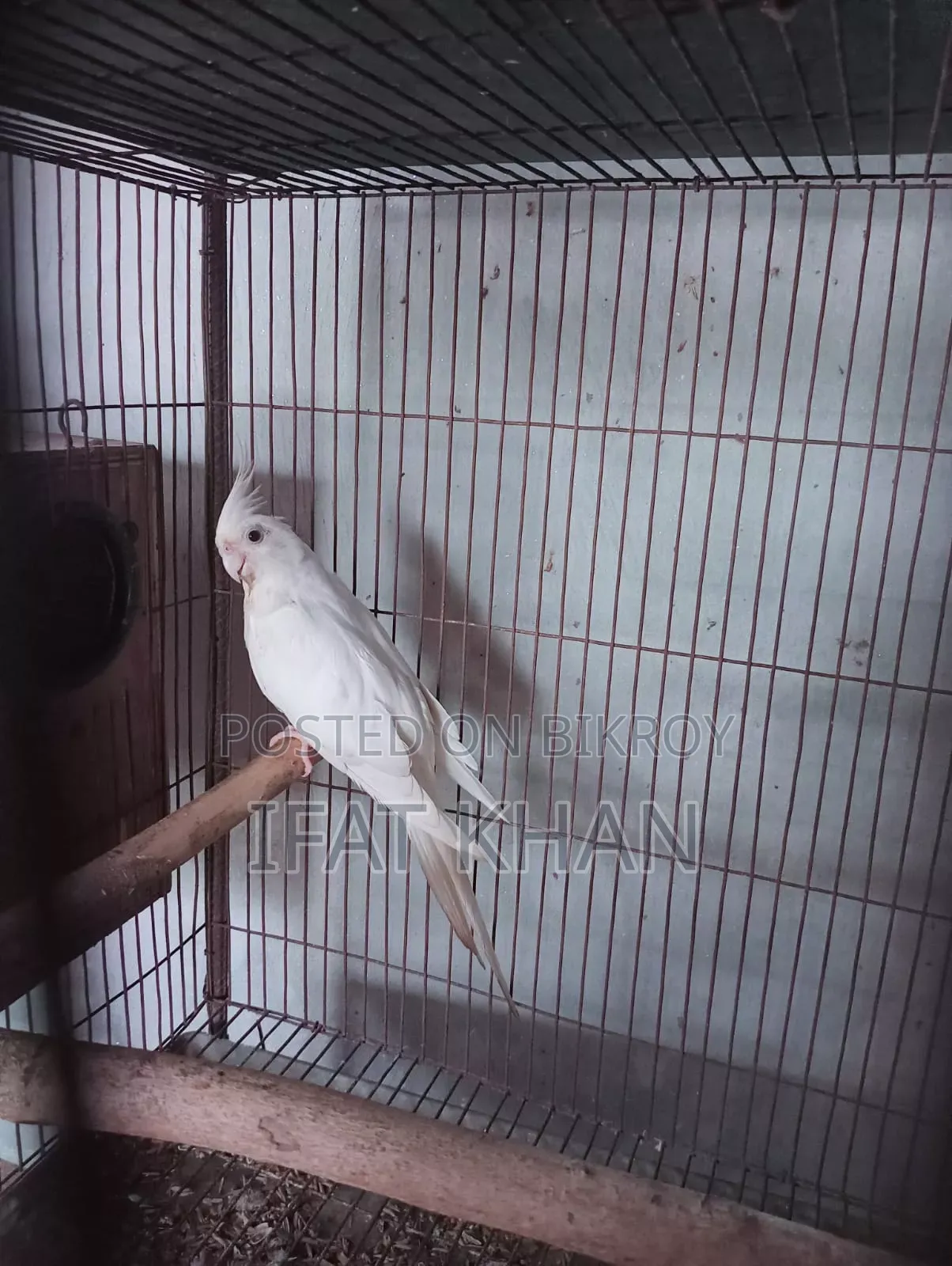 Albino Red Eye Male, Female