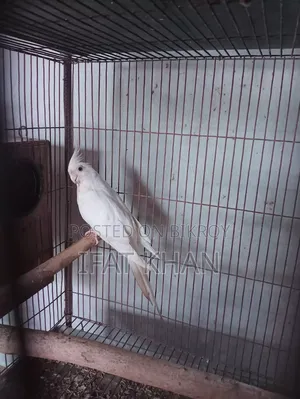 Albino Red Eye Male, Female