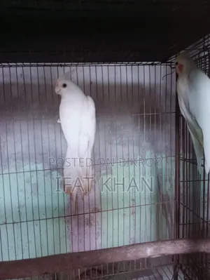 Albino Red Eye Male, Female