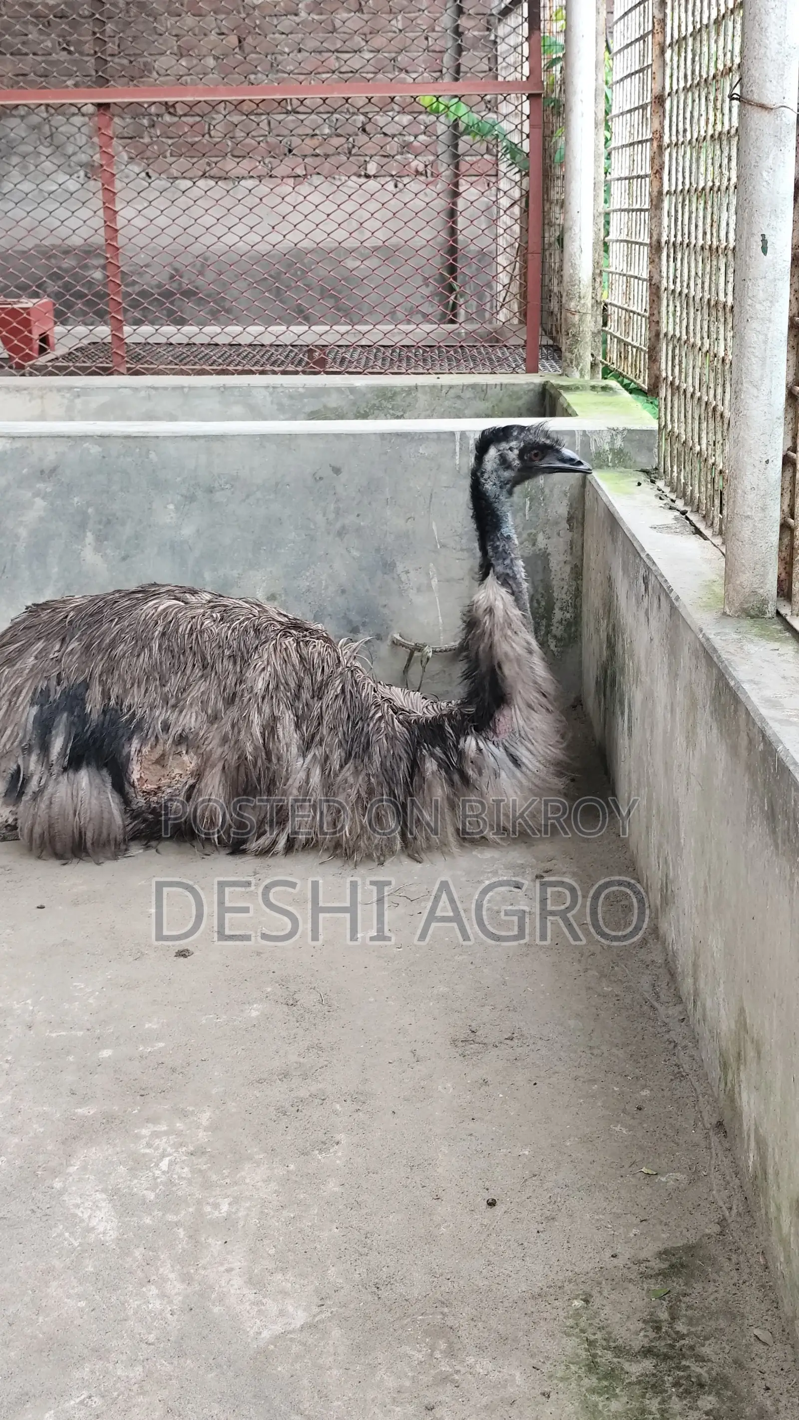 Emu Birds Adult Breeding Pair