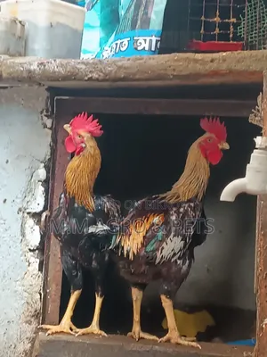 বেঙ্গাম মেল মোরগ