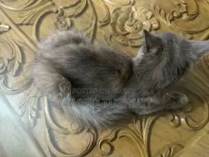 1-3 Months Female Purebred Persian