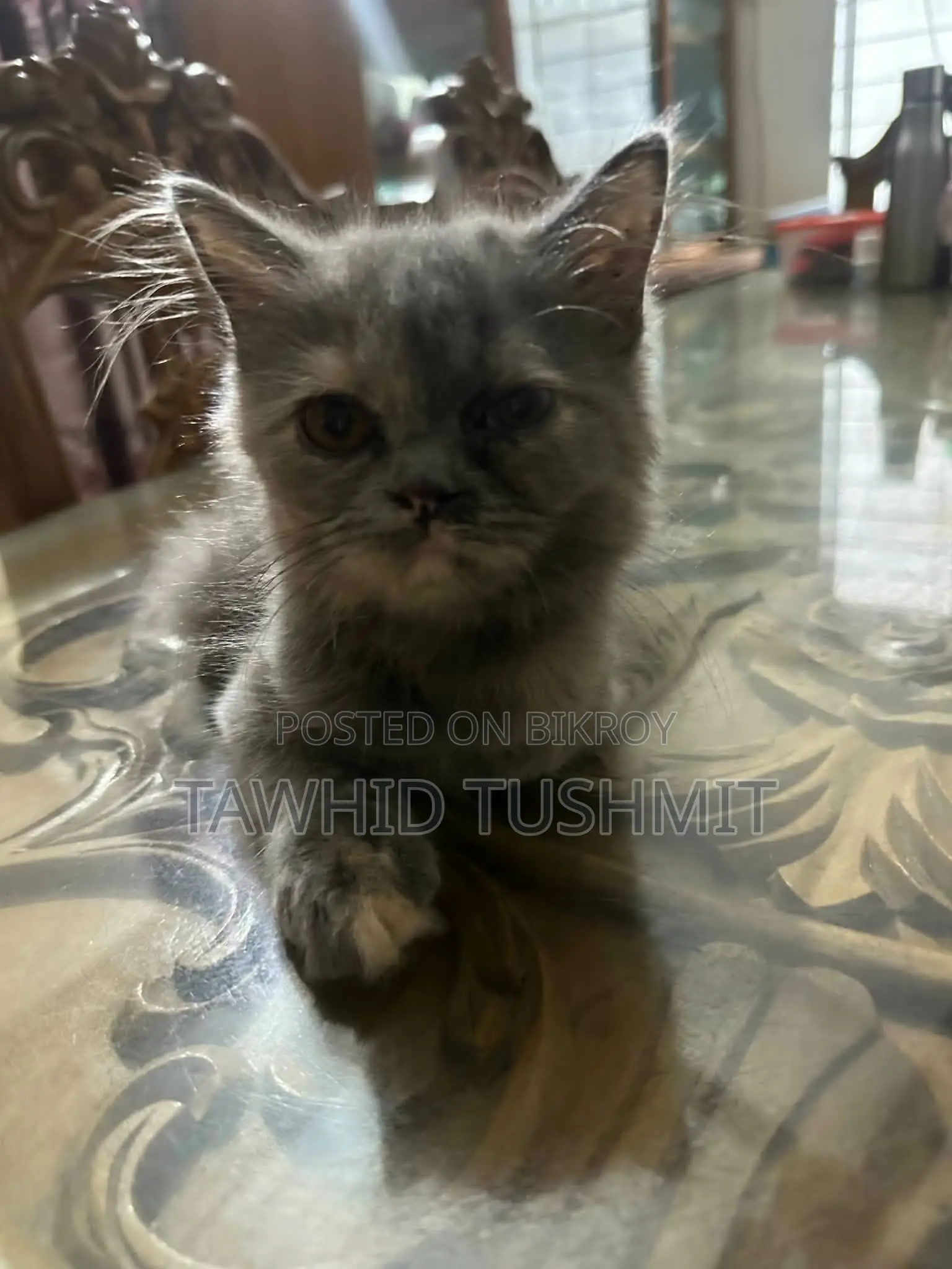1-3 Months Female Purebred Persian