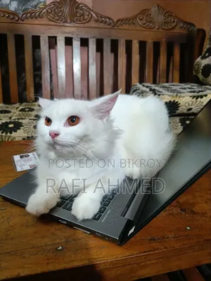 6-12 Months Female Purebred Persian