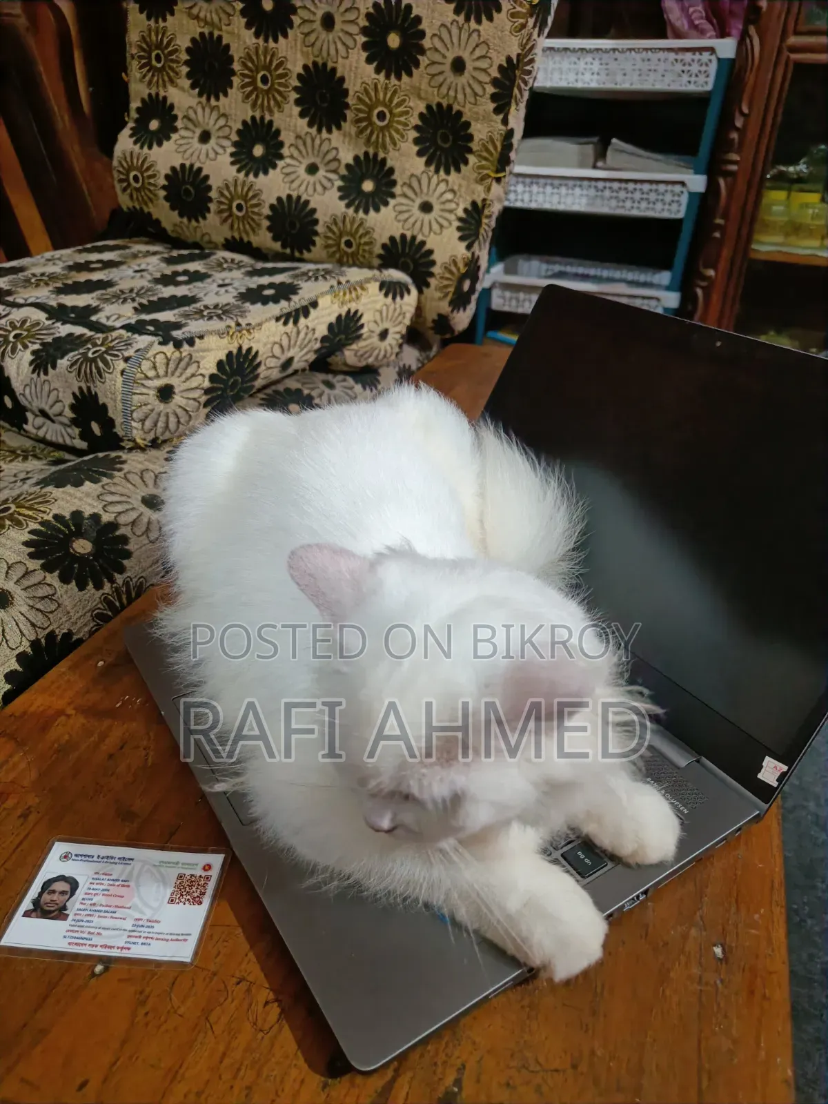 6-12 Months Female Purebred Persian