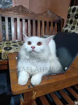 6-12 Months Female Purebred Persian