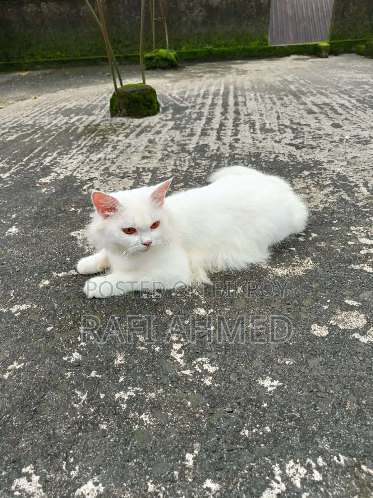 6-12 Months Female Purebred Persian