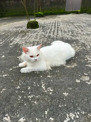 6-12 Months Female Purebred Persian