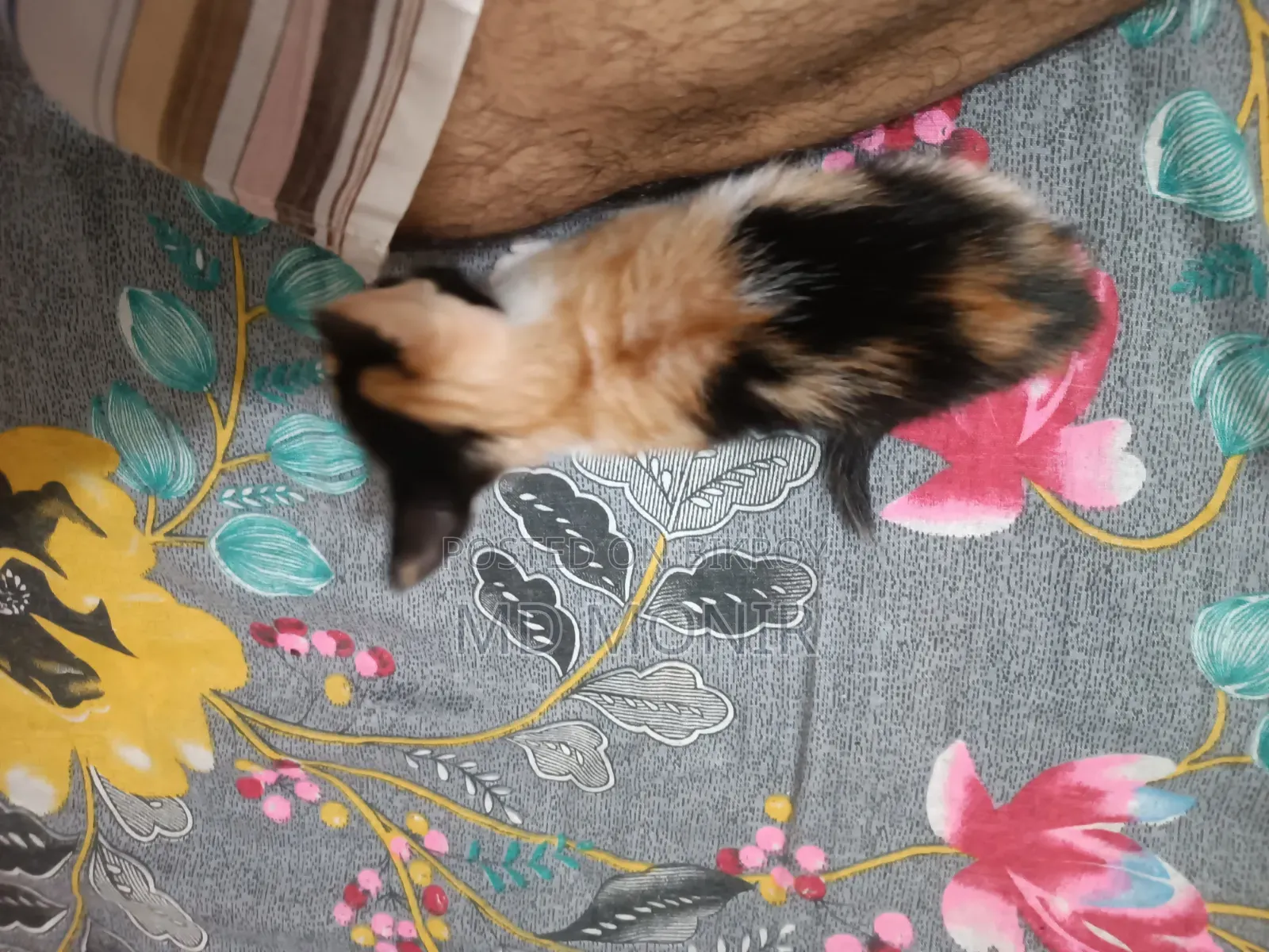 6-12 Months Male Purebred Bengal
