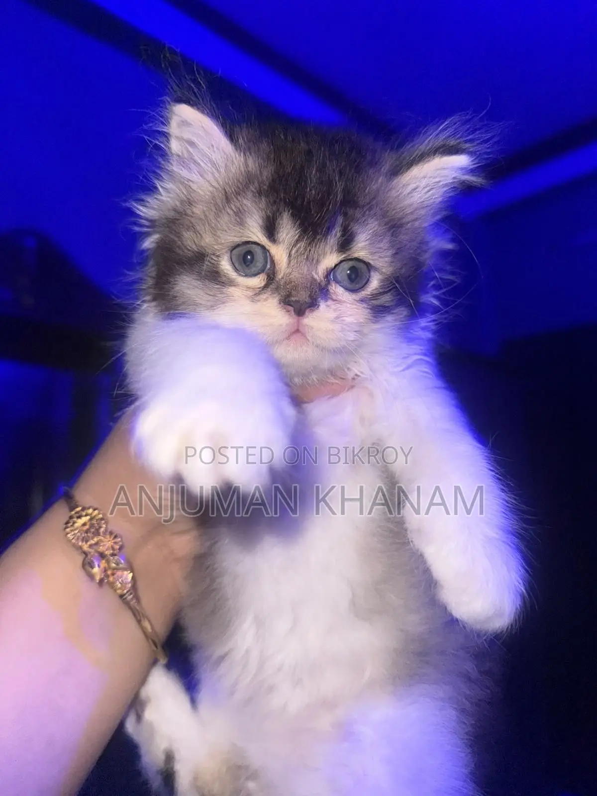 0-1 month Male Purebred Persian