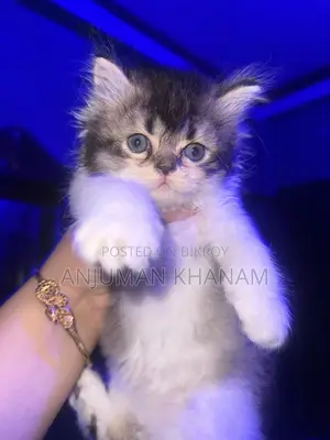 0-1 month Male Purebred Persian