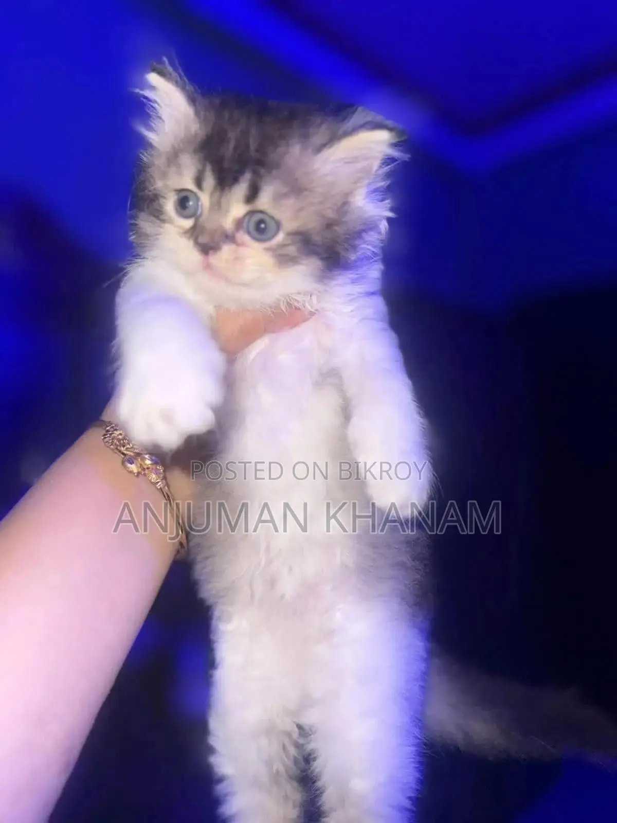 0-1 month Male Purebred Persian