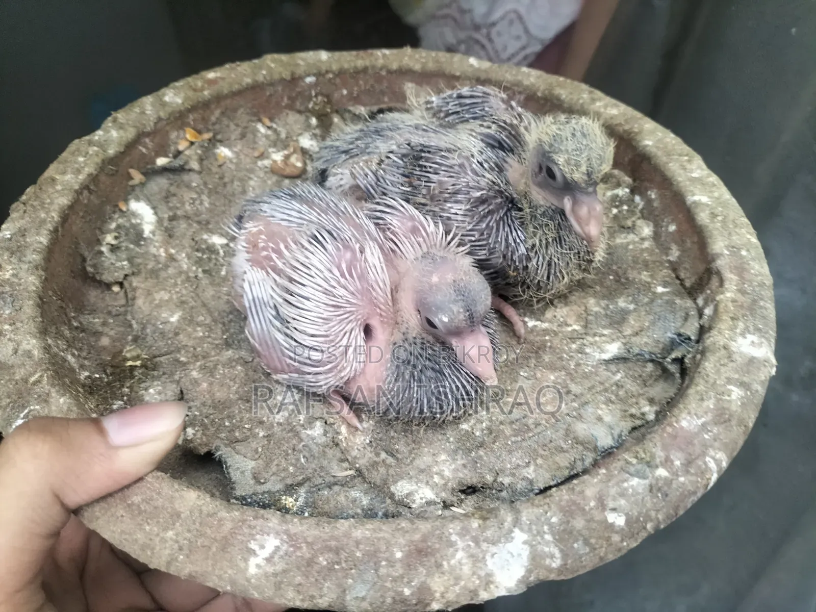 হোমার এবং ঘিয়াচুললি ২ বাচ্চা সহ।