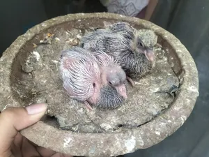 হোমার এবং ঘিয়াচুললি ২ বাচ্চা সহ।