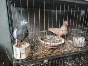 হোমার এবং ঘিয়াচুললি ২ বাচ্চা সহ।