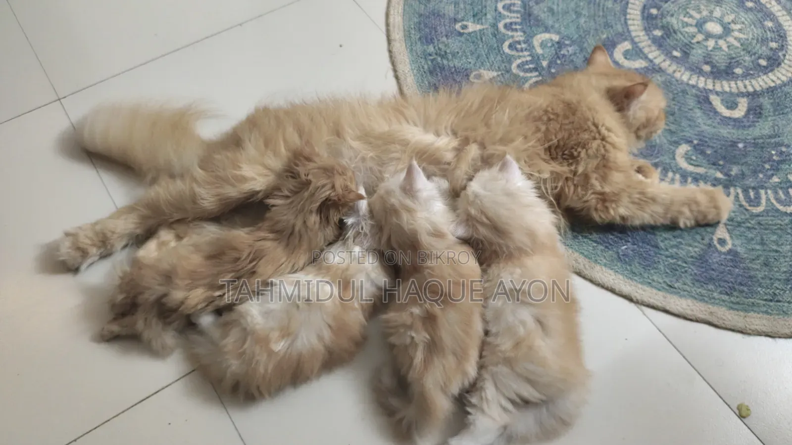 1-3 months Male Purebred Persian
