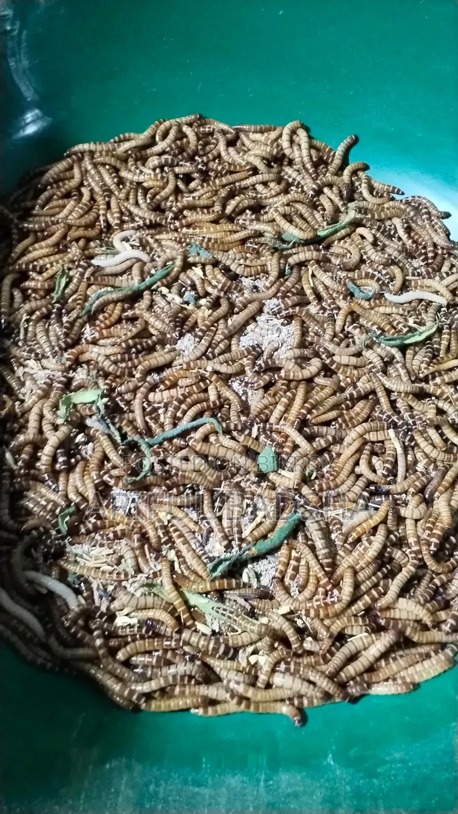 বিটল লার্ভা মাদার (সুপার ওয়ার্ম মিলওয়ার্ম)