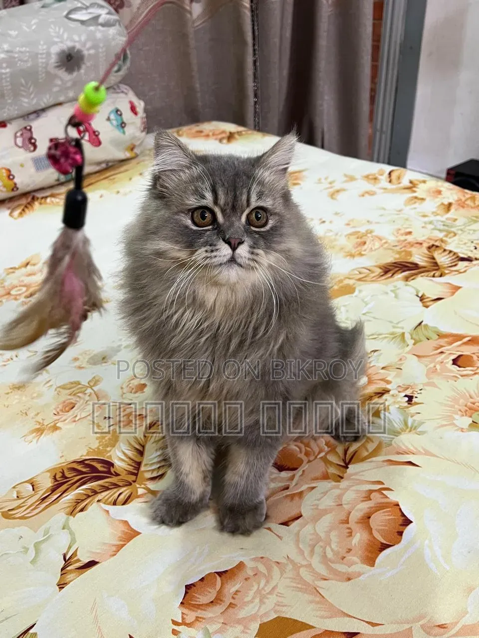 1+ Year Male Purebred Persian Cat