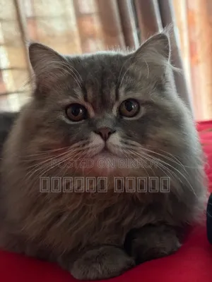 1+ Year Male Purebred Persian Cat