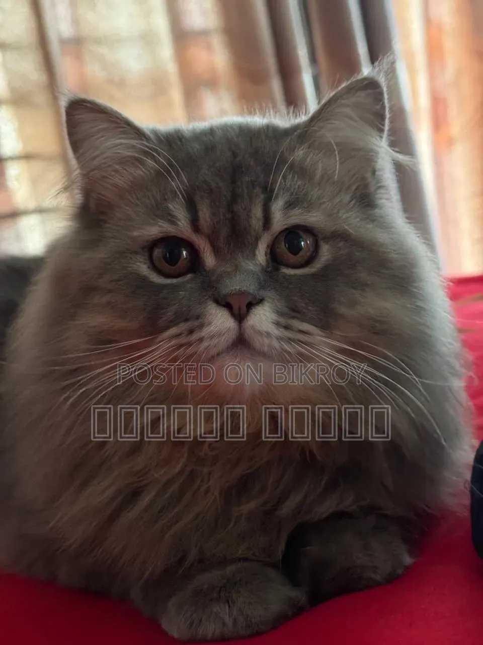 1+ Year Male Purebred Persian Cat