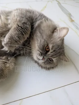 1+ Year Male Purebred Persian Cat