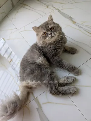 1+ Year Male Purebred Persian Cat