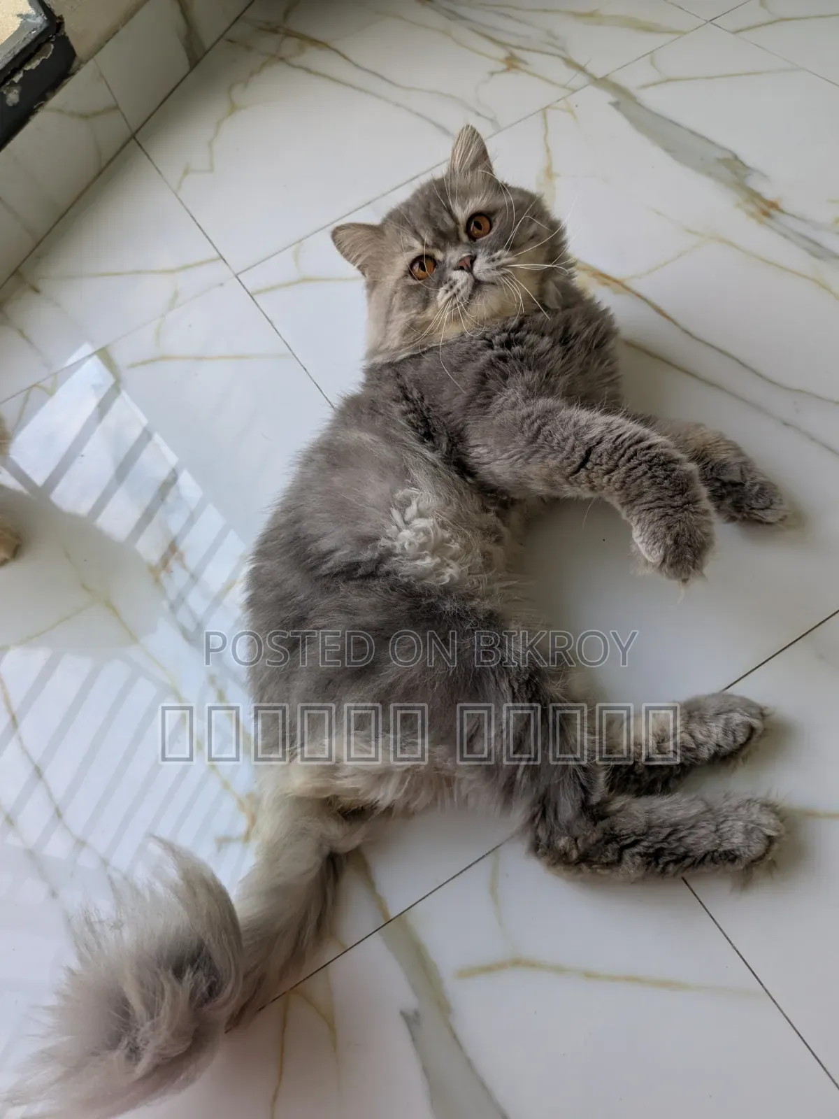 1+ Year Male Purebred Persian Cat